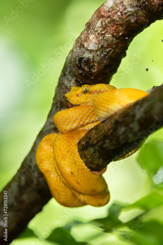 Eyelash Viper (Bothriechis schlegelii) on a tree branchm Cahuita National Park, Costa Rica