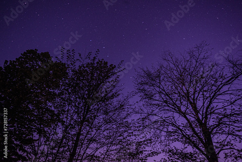 tree against the night sky, dusk,  © Er