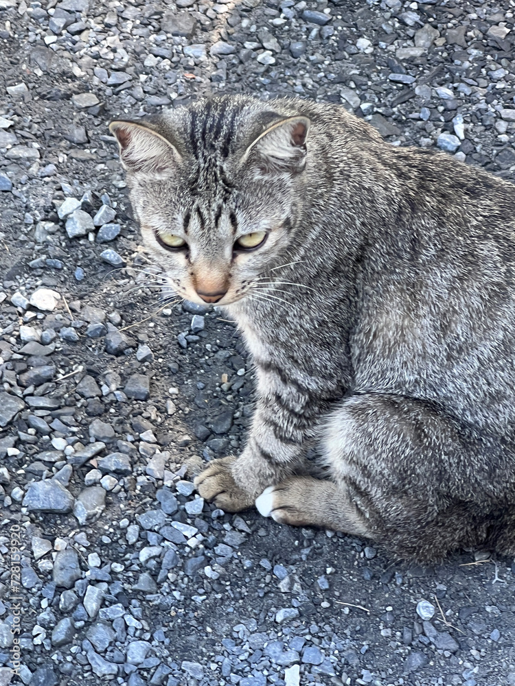 a cat sitting on the ground looking at something