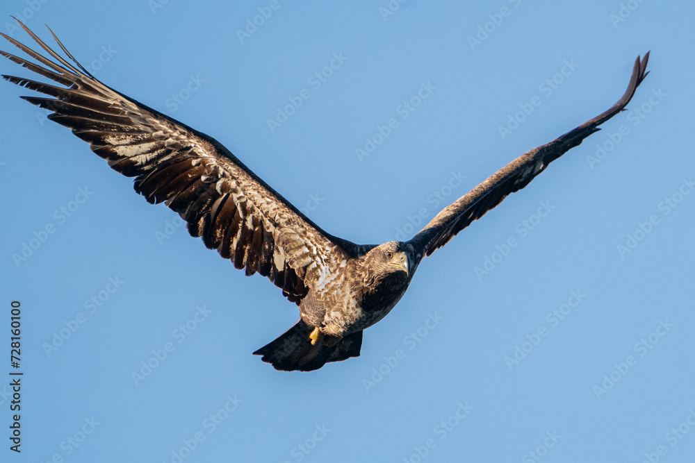 Fototapeta premium Immature Bald Eagle