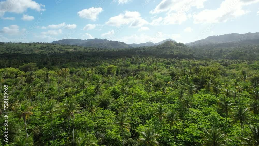 Plantation with palm trees on the Samana peninsula. Plantation with palm trees on the Samana peninsula.