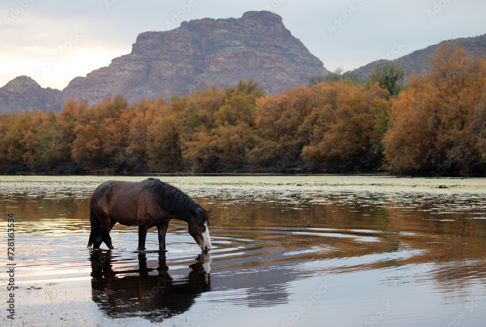 Black sorrel dark brown chestnut bay wild horse stallion feeding in front of Red Mountain while in the Salt River near Mesa Arizona United States Black sorrel dark brown chestnut bay wild horse stallion feeding in front of Red Mountain while in the Salt River near Mesa Arizona United States