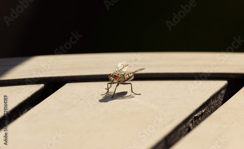 Surprised Fly, Housefly, Looking at You on a Table, Detailed Macro, Mouth Open, Orange Red Eyes, Hairs Visible, Silvery Wings, On Contrasty Table, Industrial Look