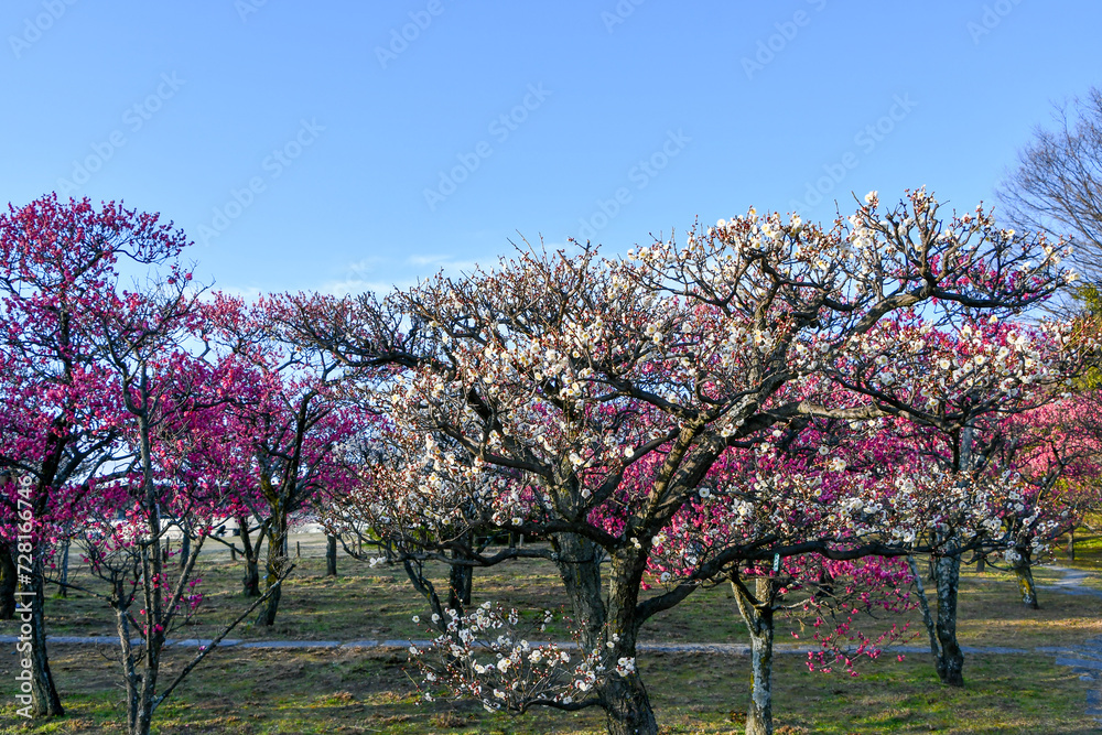 Fototapeta premium 梅林