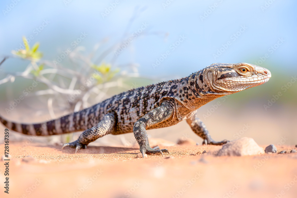 Wild lizard basking on a sandy desert terrain with a blurred background, showcasing natural wildlife in a dry habitat. Wild lizard basking on a sandy desert terrain with a blurred background, showcasing natural wildlife in a dry habitat.
