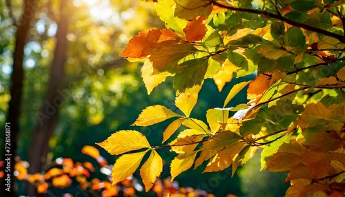 autumn leaves in the forest wallpaper Leaves, Sunlight, and Seasonal Splendor, autumn, tree, leaf, 