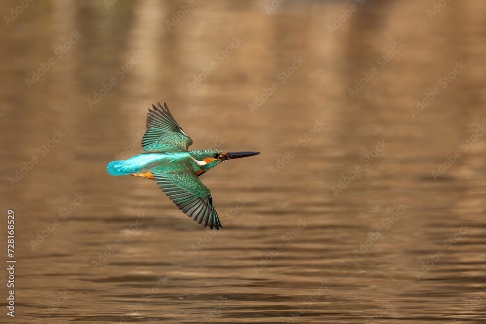 Obraz premium 冬枯れを映す水面をさっそうと飛ぶカワセミ成鳥
