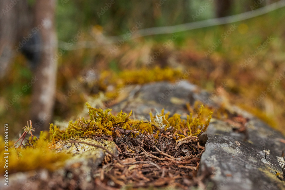 Nature background and wooden base ideal for displaying products
