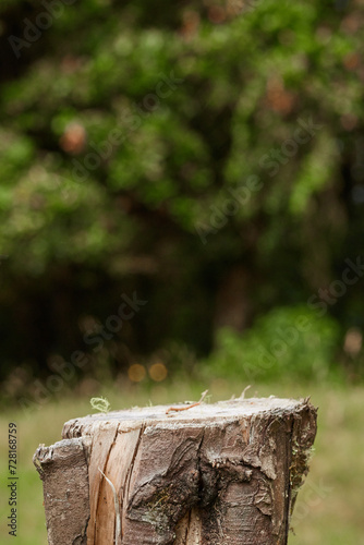 Nature background and wooden base ideal for displaying products