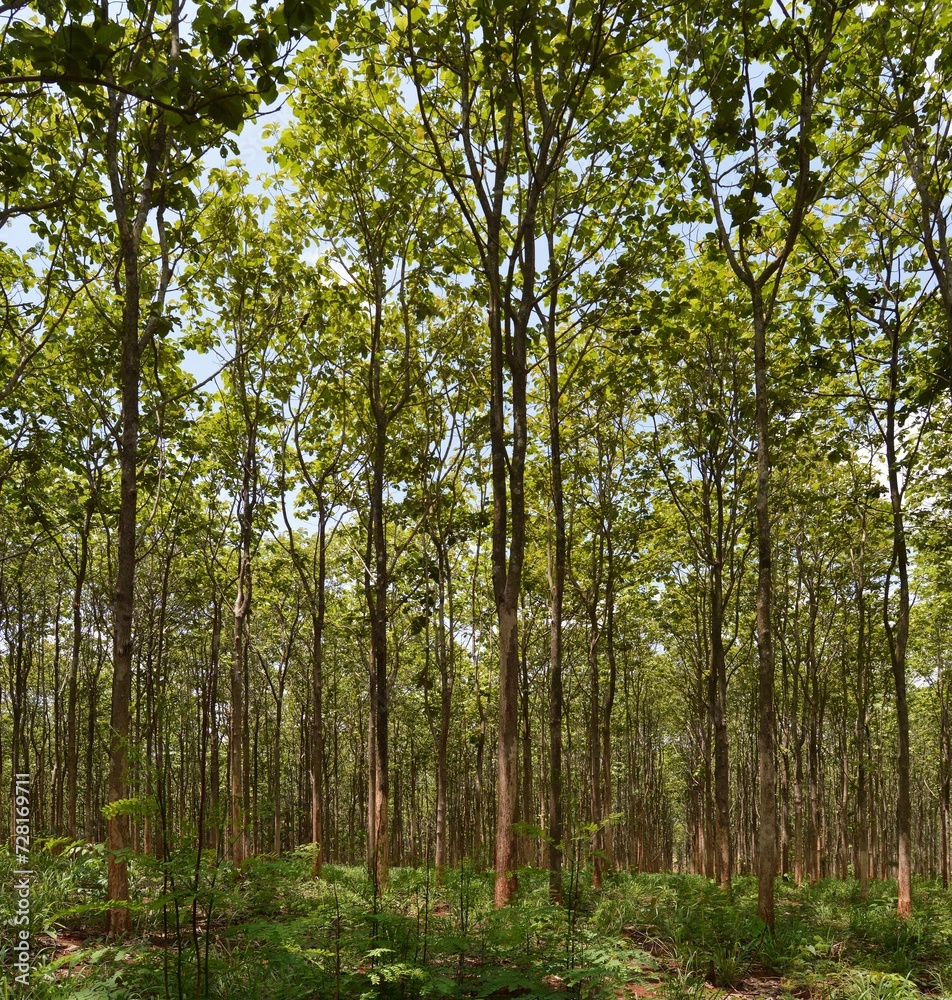 landscape of green teak forest