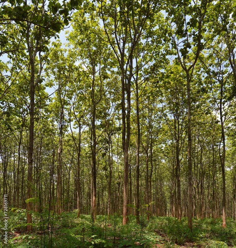 Fototapeta Naklejka Na Ścianę i Meble -  landscape of green teak forest