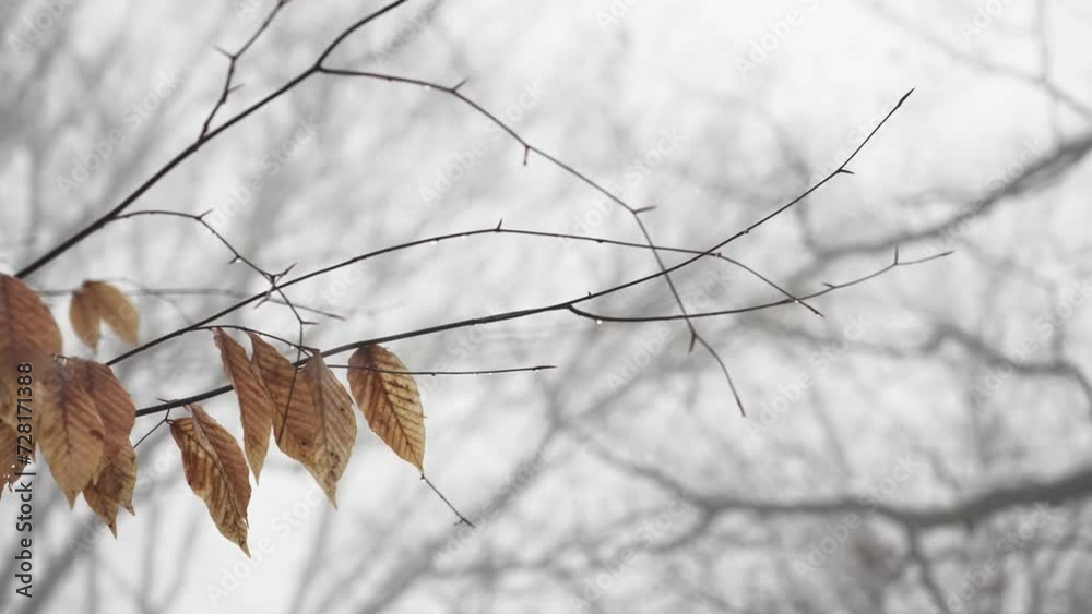 Misty background as rising temps melt snow.