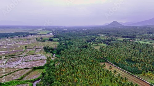 Forward aerial cinematic view of fields filled with coconut trees and agriculture fields with range of hills at background in Theni, Tamil Nadu. photo