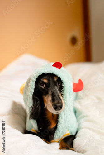 室内でくつろぐ犬