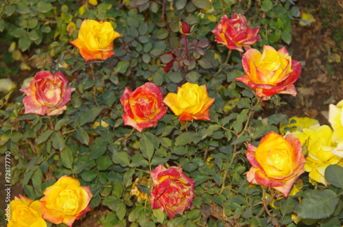 Beautiful colour roses in a garden