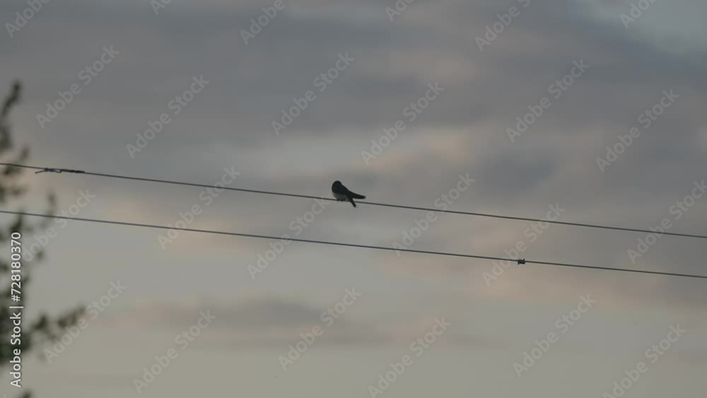 Blue chickadee bird sits on a clothesline during a peaceful sunset 4K Blue chickadee bird sits on a clothesline during a peaceful sunset 4K