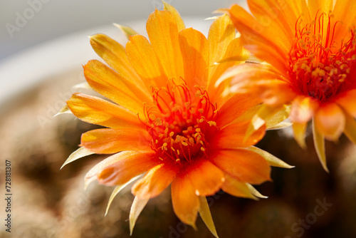 Fototapeta Naklejka Na Ścianę i Meble -  Close-up view of orange cactus  flower blooming in potted plant
 