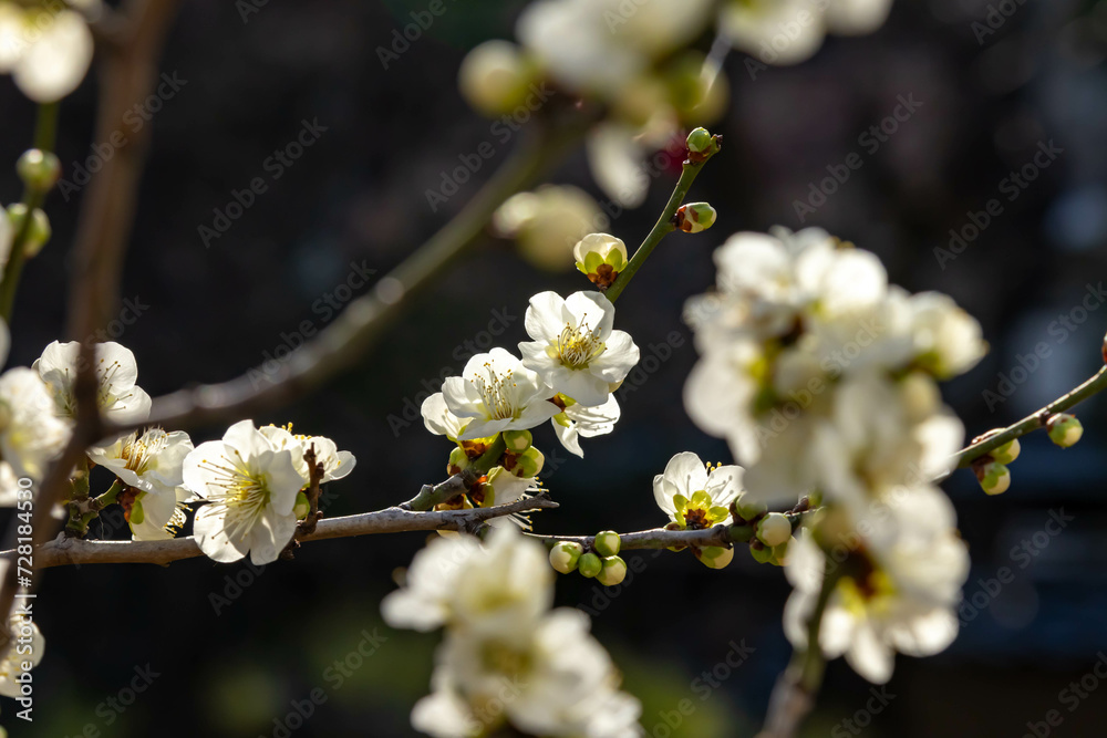 白梅のクローズアップ