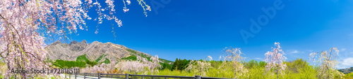 うららかな春空の背景に映える美しい桜並木(咲き靡く風景)
Beautiful rows of cherry blossom trees that stand out against the background of the bright spring sky (scenery in full bloom)
日本(春)2023年
九州・熊本県阿蘇郡高森町
「大阿蘇造園サクラミチ」 photo