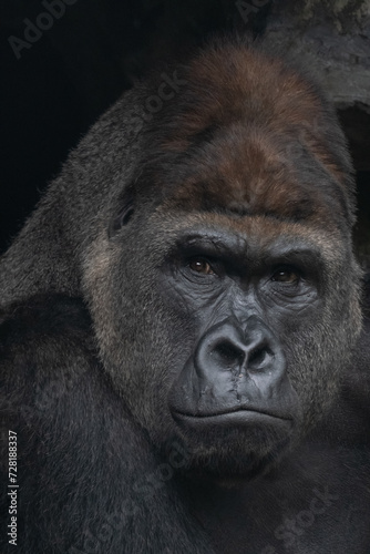 Fototapeta Naklejka Na Ścianę i Meble -  G. g. gorilla in zoo