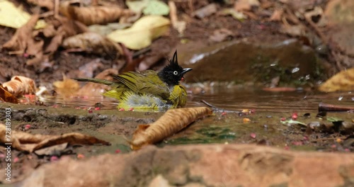 Facing to the right shaking it's feathers while bathing, Black-crested Bulbul Pycnonotus flaviventris johnsoni, Thailand photo