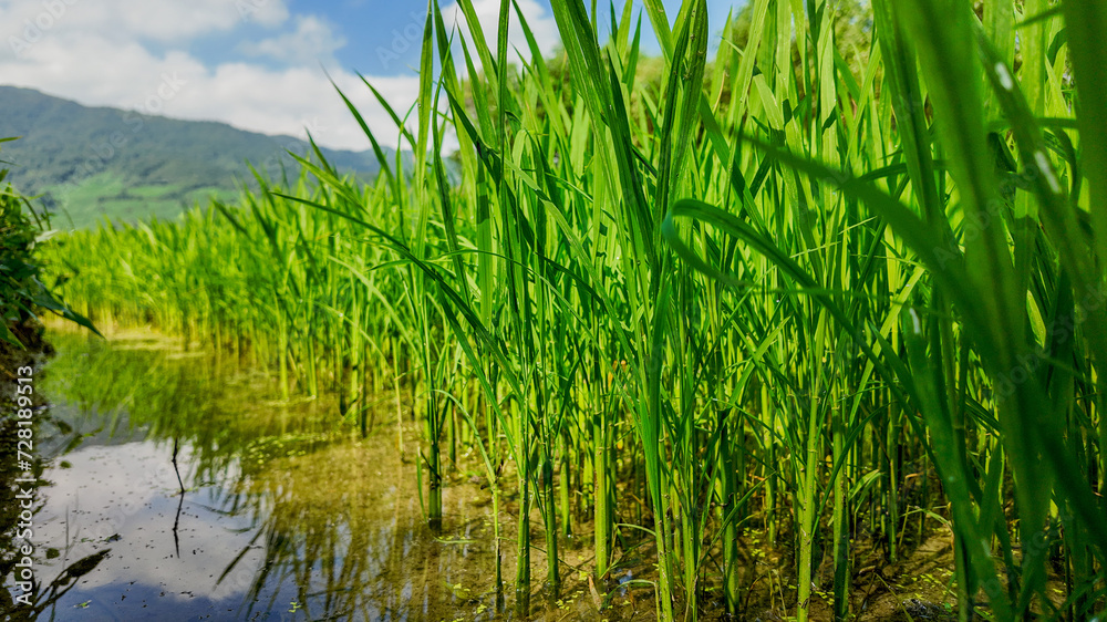 Obraz premium Lush green rice paddy field with standing water reflecting the sky, with mountains in the background