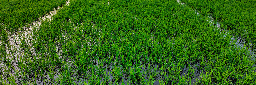 Vibrant green rice paddy fields with standing water reflecting the sky, showcasing agricultural cultivation background Vibrant green rice paddy fields with standing water reflecting the sky, showcasing agricultural cultivation background