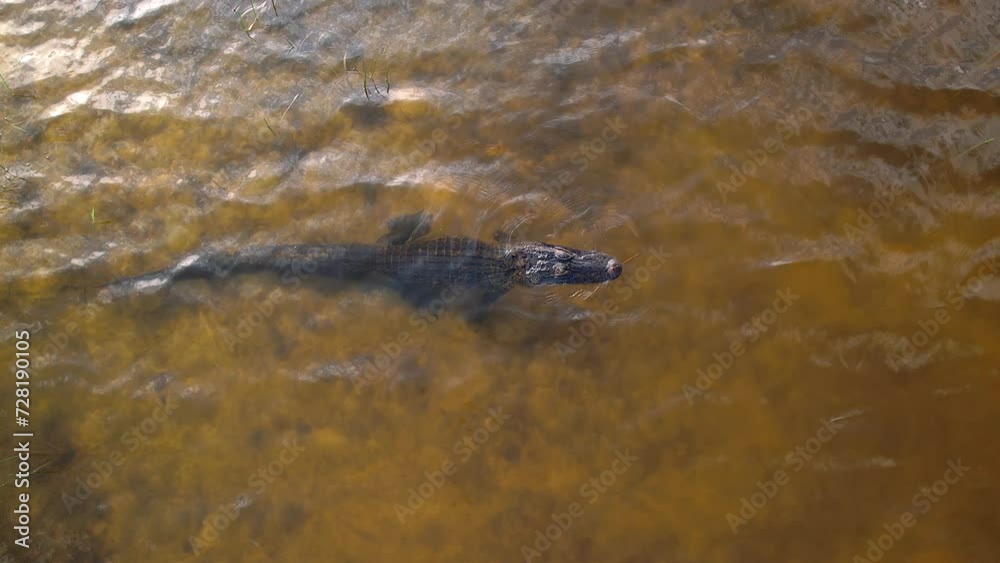 alligator waiting patiently for prey to pass by overhead view alligator waiting patiently for prey to pass by overhead view