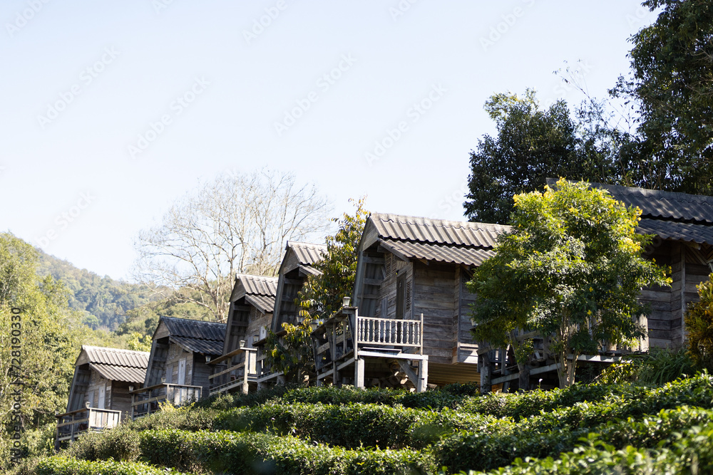 Fototapeta premium Picking tea leaves in the garden