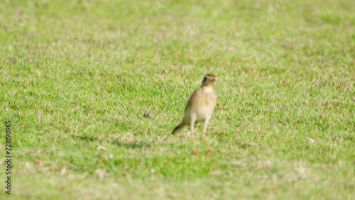 Paddyfield Pipit or Oriental Pipit (Anthus rufulus) Runs Through Green Grass Lawn Stops and Stares Around photo