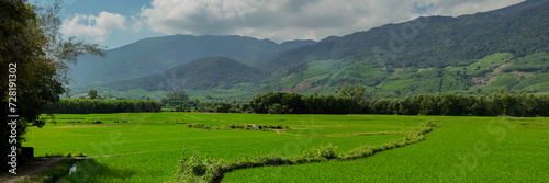 Lush green rice fields with a mountain backdrop under a partly cloudy sky, depicting rural tranquility and agricultural beauty