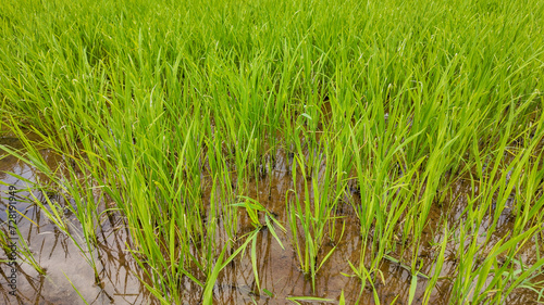 Lush green rice paddy field with standing water reflects sustainable agriculture and rural farming practices