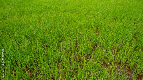 Lush green rice paddy field showing vibrant young rice plants in waterlogged soil, depicting agriculture and rural farming
