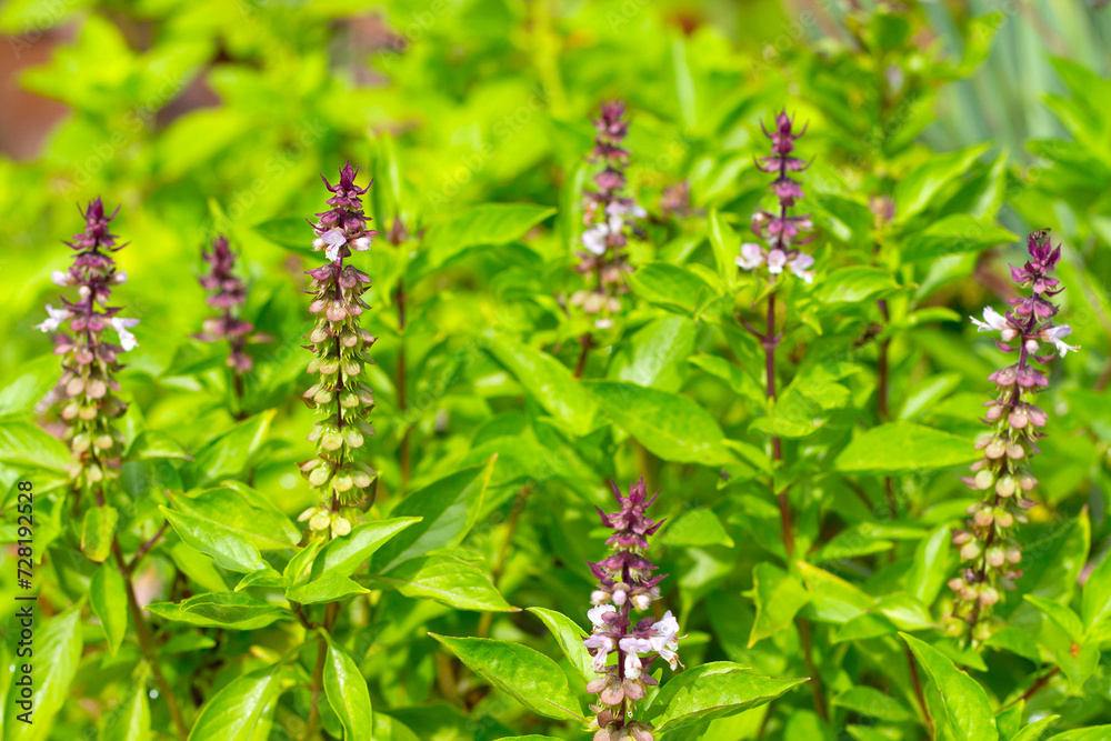 Holy basil with lemongrass and holy basil in vegetable garden. Fresh green leaves of herb plant Holy basil with lemongrass and holy basil in vegetable garden. Fresh green leaves of herb plant