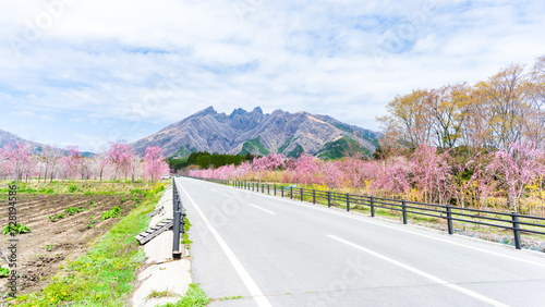 絶景阿蘇山に映える桜並木と道路風景
A row of cherry blossom trees and road scenery that stands out against the spectacular view of Mt. Aso
日本(春)2023年
Japan (Spring) 2023
九州・熊本県阿蘇郡高森町
「大阿蘇造園サクラミチ」