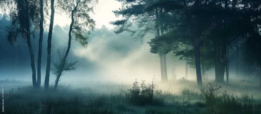 Mysterious Morning Mist Blanketing Woodland in a Enchanting Foggy Ambience