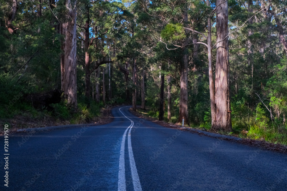 Obraz premium Road through Walpole, Australia