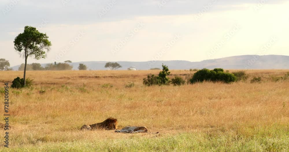 A Pair Of African Lions Resting Over Savannah Of Maasai Mara National Reserve, Kenya Africa. Wide Shot A Pair Of African Lions Resting Over Savannah Of Maasai Mara National Reserve, Kenya Africa. Wide Shot