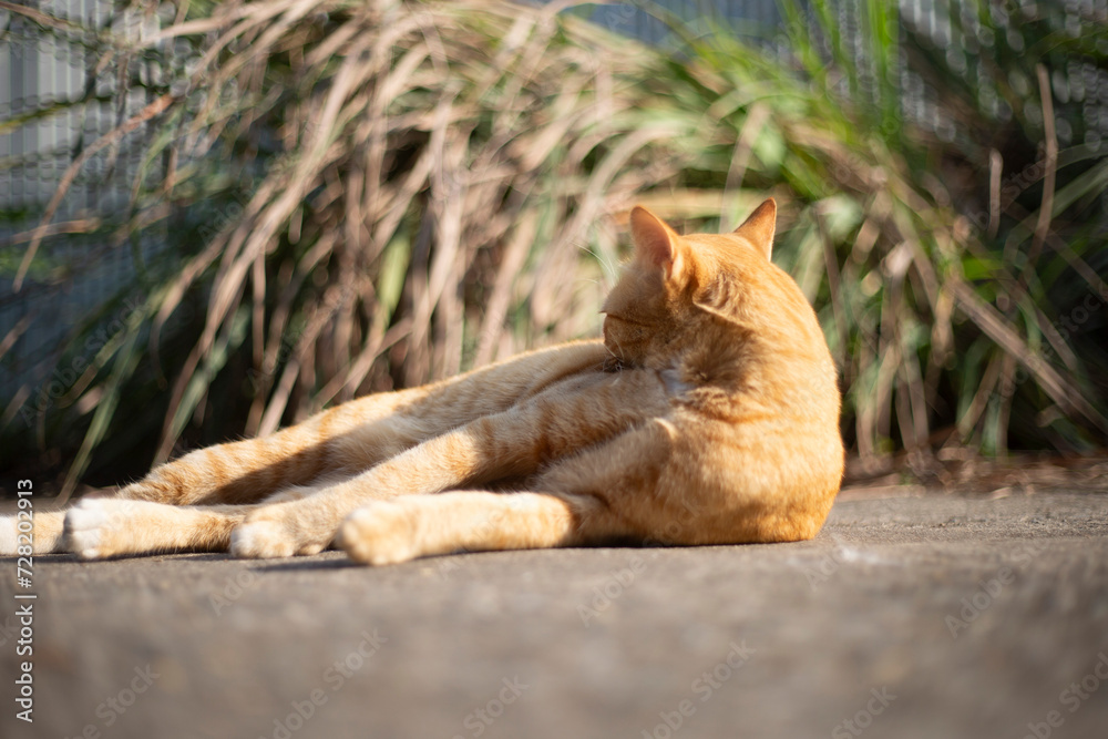 Cute ginger cat lying in the sun. Selective focus. Cute ginger cat lying in the sun. Selective focus.