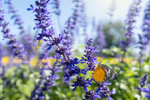 Canvas Print Beautiful butterfly on blue salvia flower against sunny background