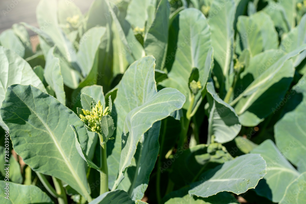 Fototapeta premium Growing kale buds at field.