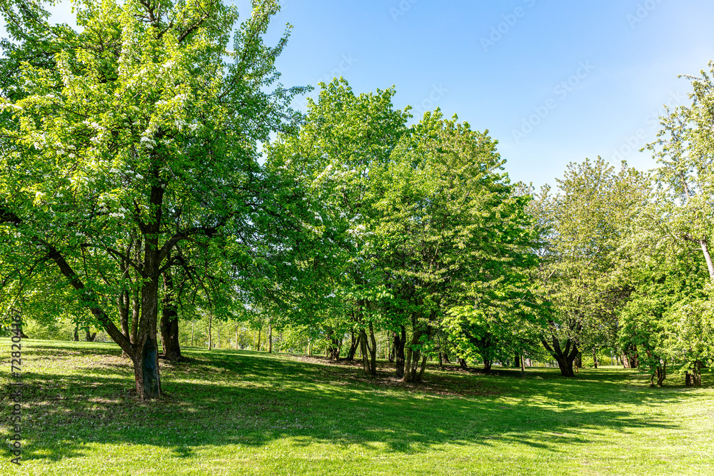 sunny day in park at spring time. fresh leafy trees, green grass, blue sky.