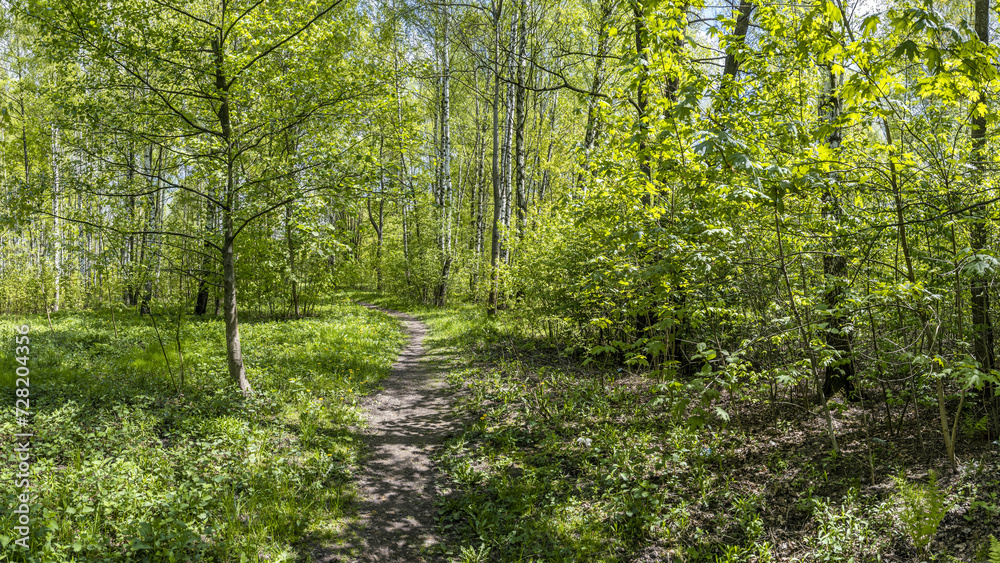 footpath through a green deciduous forest. panoramic view on a bright sunny day.