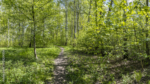 footpath through a green deciduous forest. panoramic view on a bright sunny day.
