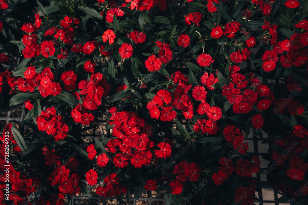 Flowers in the greenhouse,Dark red flower pattern