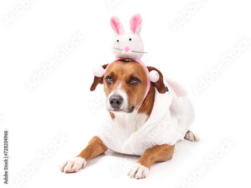 Isolated dog with easter bunny costume. Funny cute puppy dog wearing a bunny rabbit headband and white dress for easter party event. Female Harrier mix. Selective focus. White background.