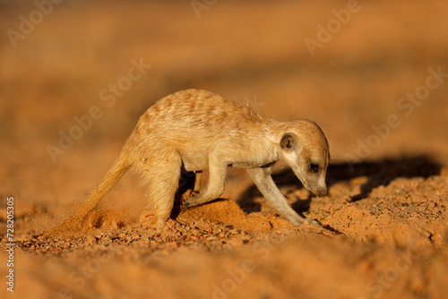 A meerkat (Suricata suricatta) foraging actively in natural habitat, Kalahari desert, South Africa.