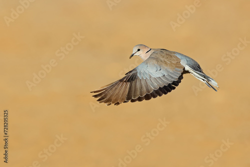 A Cape turtle dove (Streptopelia capicola) in flight with open wings, South Africa.