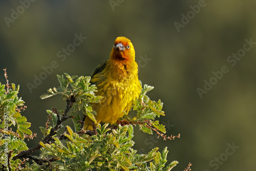 A male Cape weaver (Ploceus capensis) perched on a branch, South Africa.