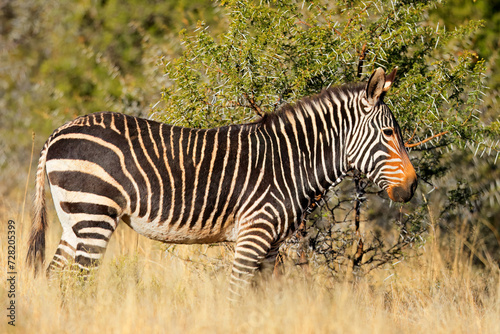 Cape mountain zebra (Equus zebra) in natural habitat, Mountain Zebra National Park, South Africa. © EcoView